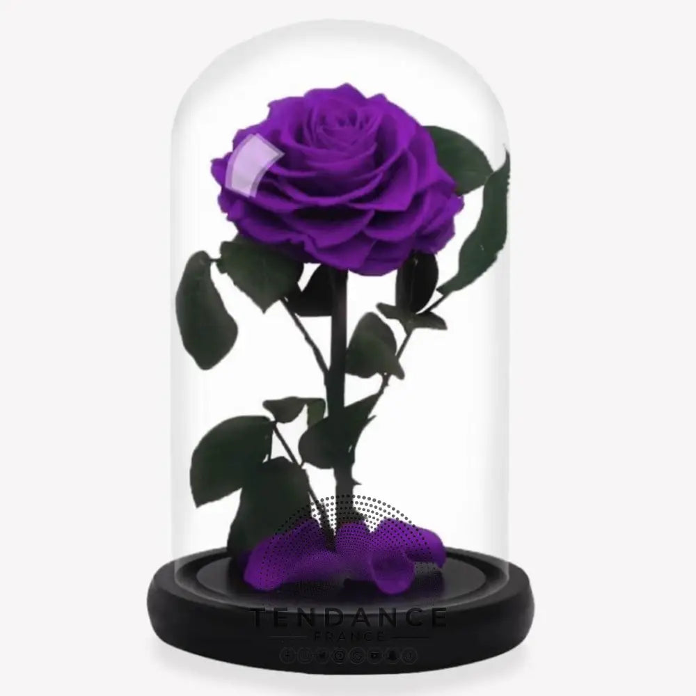 Rose Stabilisée Violette | France-Tendance